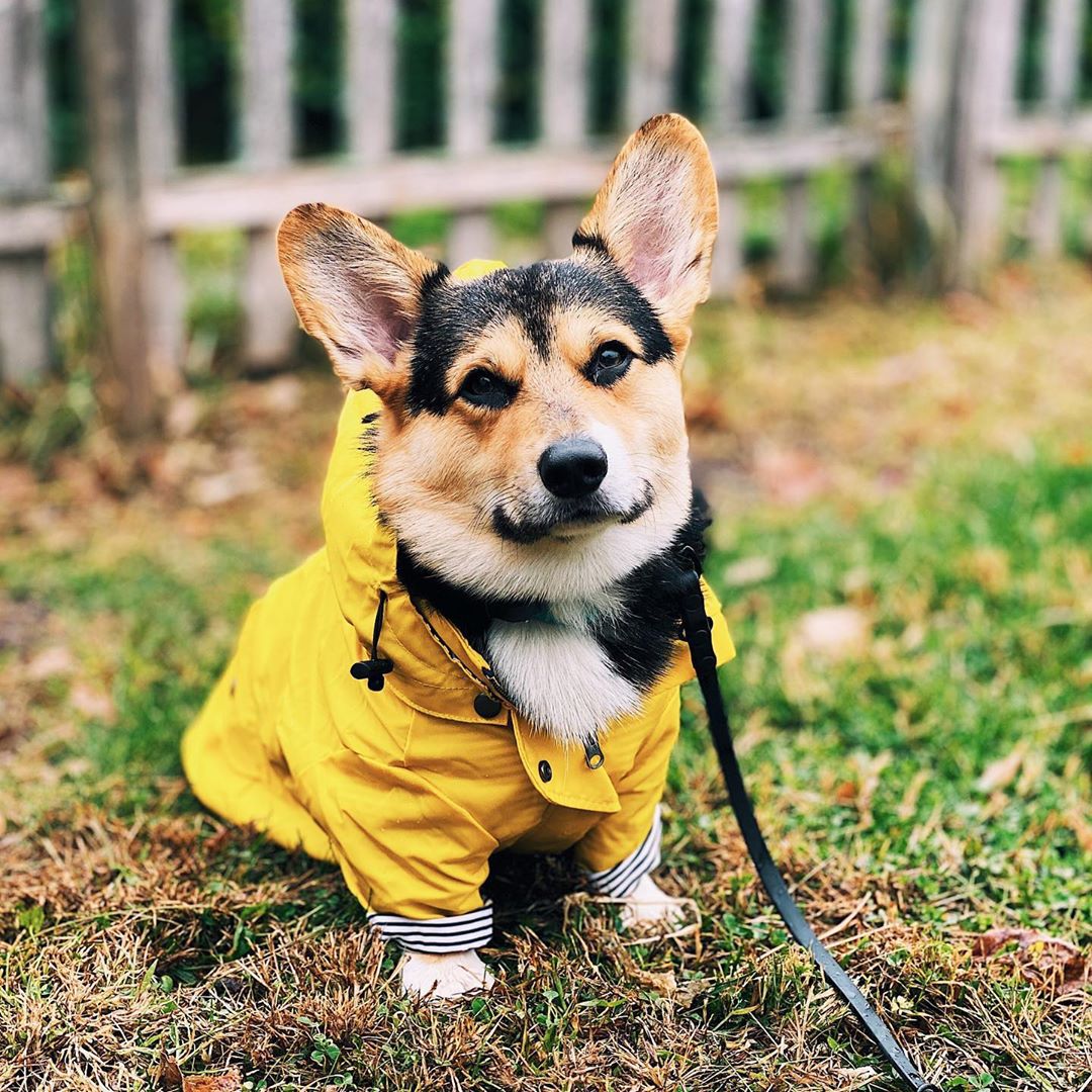 Waterproof Pet Dog Coat for Sm - đánh giá và giá Outdoor Sport Coat
