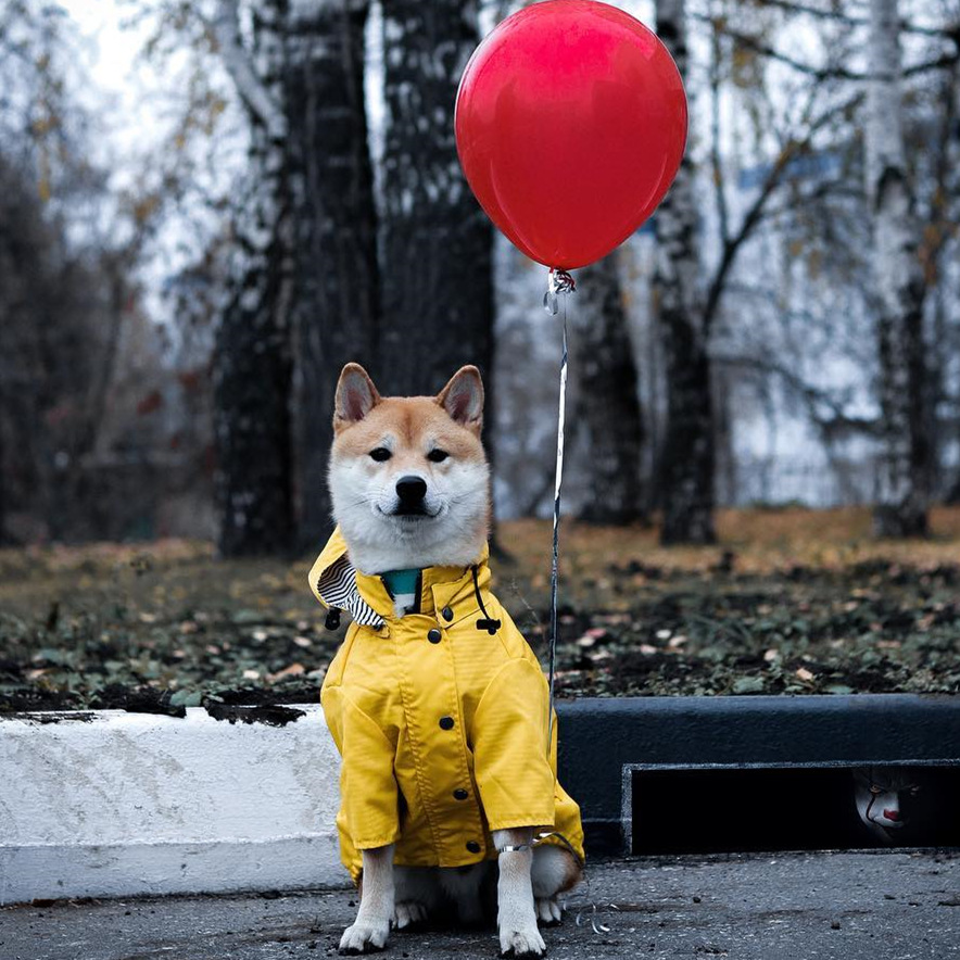 Waterproof Pet Dog Coat for Sm - đánh giá và giá Outdoor Sport Coat